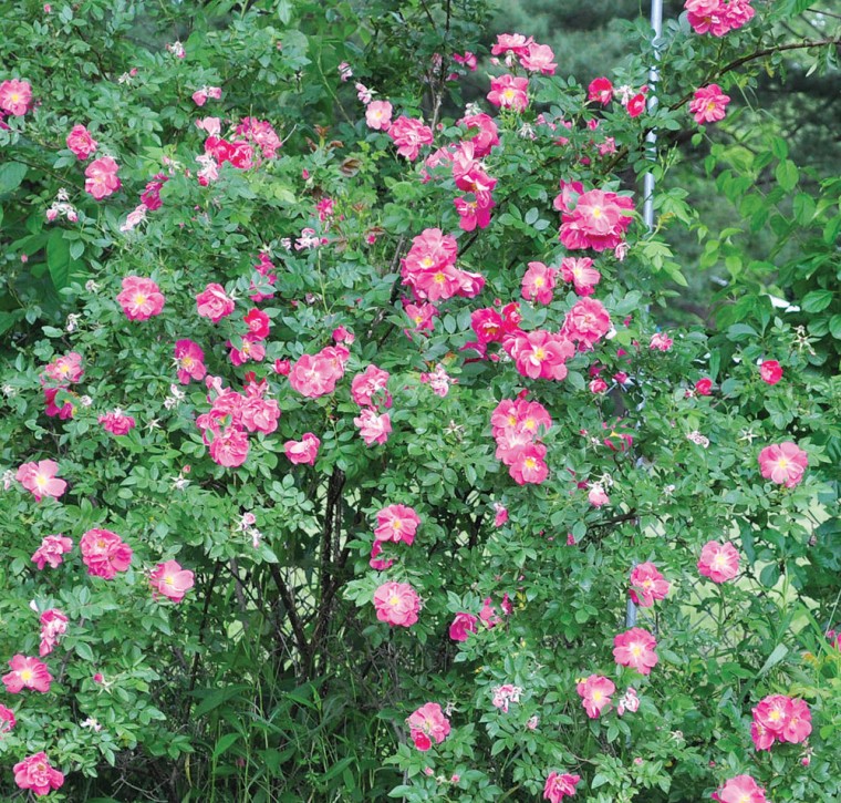 Gardening Rose Spots